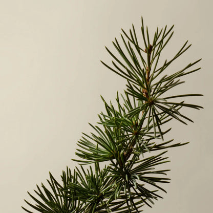 Hair Max – shampoing pour des cheveux forts et denses